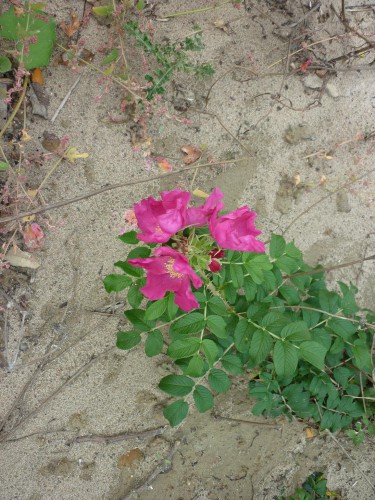 P1120306+.jpg