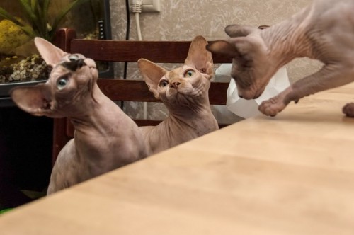 Cats (0090)s.jpg