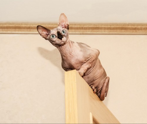 Cats (0004).jpg