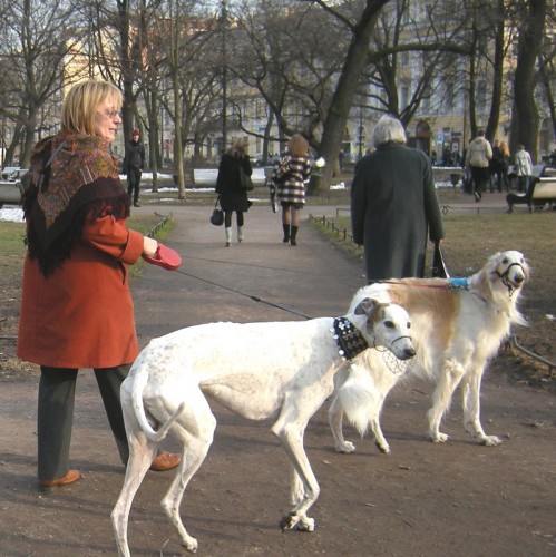 Фламенко 1185-7,  Елена Жукова