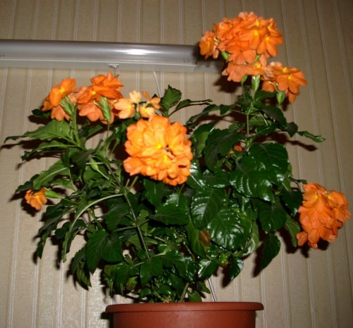 Кроссандра