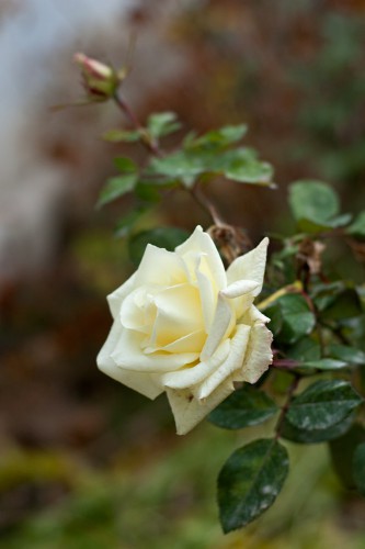DSC_1421.jpg