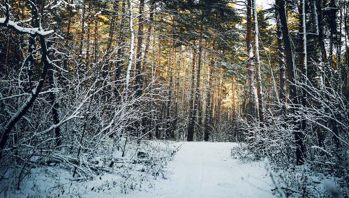 IMG_2335.jpg