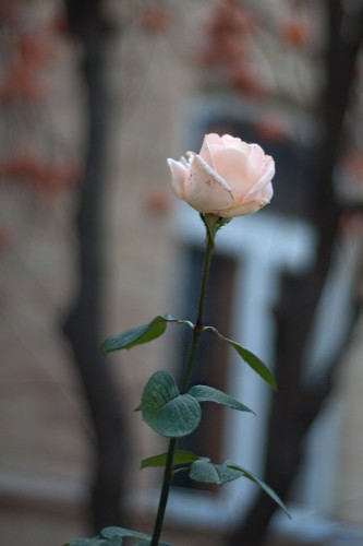 DSC_6962.jpg