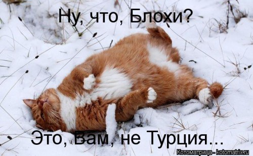 kotomatritsa_7.jpg