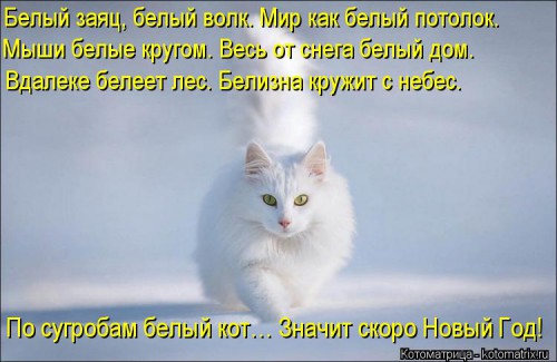 kotomatritsa_Jf.jpg