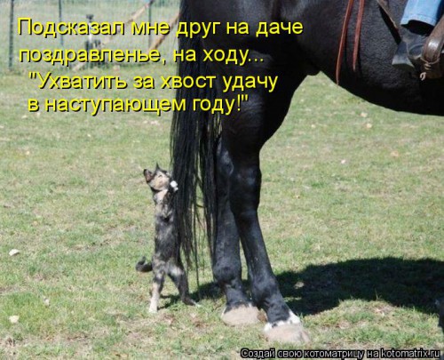 kotomatritsa_Ys.jpg