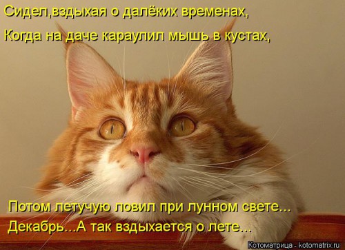 kotomatritsa_sP.jpg