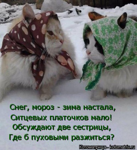 kotomatritsa_Nn.jpg