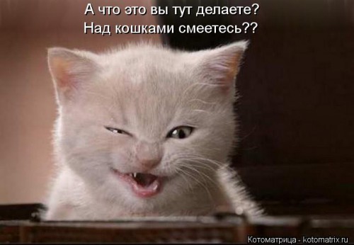 kotomatritsa_A.jpg