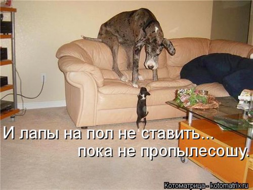 kotomatritsa_QA.jpg