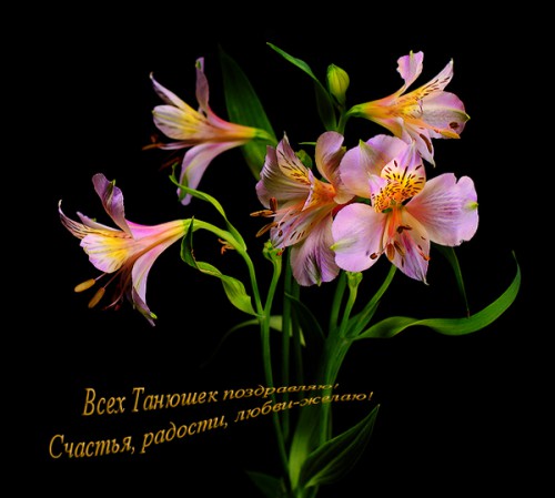Chudetstvo_ru_den_tatiany_1.jpg