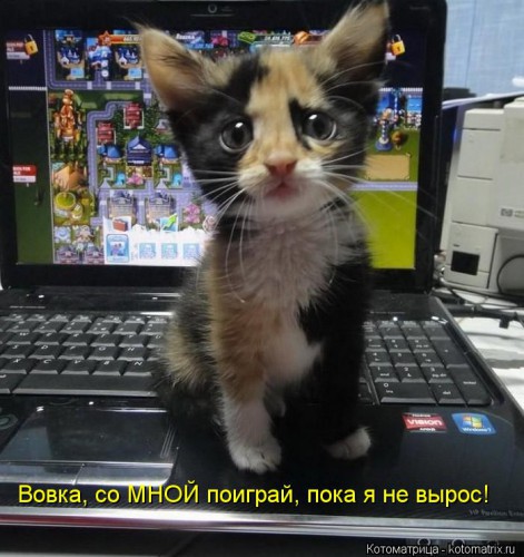 kotomatritsa_bC.jpg