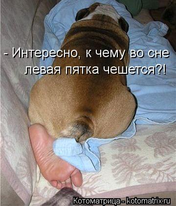 kotomatritsa_H.jpg