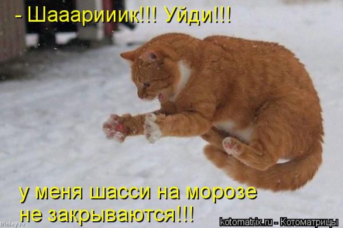 kotomatritsa_Z.jpg