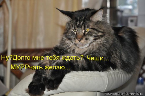 kotomatritsa_s5.jpg
