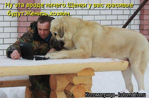 kotomatritsa_qo.jpg