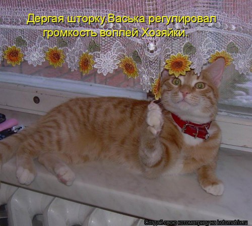 kotomatritsa_R.jpg