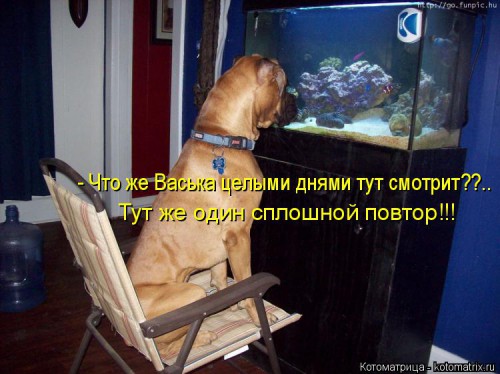 kotomatritsa_c.jpg