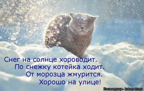 kotomatritsa_v.jpg