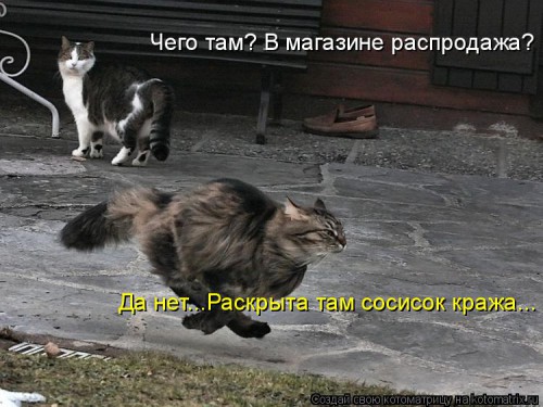 kotomatritsa_5j.jpg