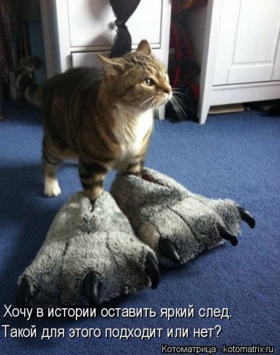 kotomatritsa_BI.jpg