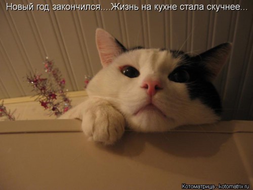 kotomatritsa_S.jpg