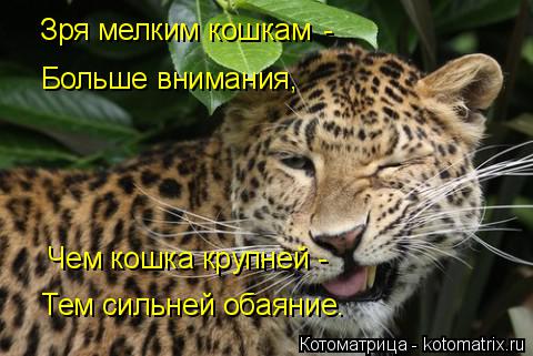 kotomatritsa_wj.jpg