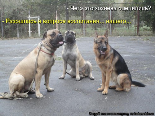 kotomatritsa_4E.jpg
