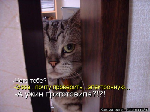 kotomatritsa_u9.jpg
