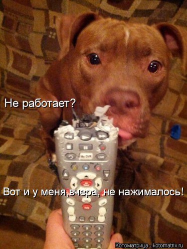 kotomatritsa_9.jpg