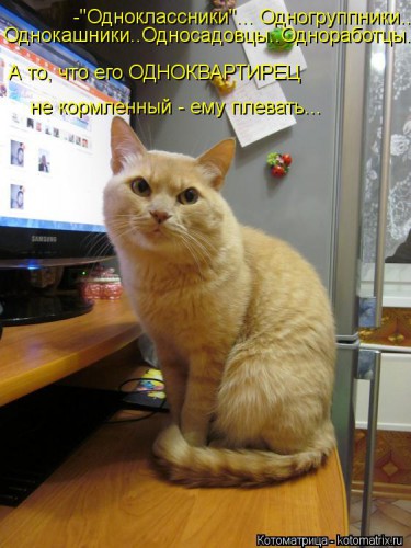 kotomatritsa_37.jpg