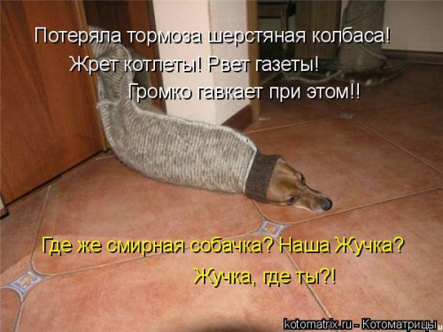 kotomatritsa_E7.jpg