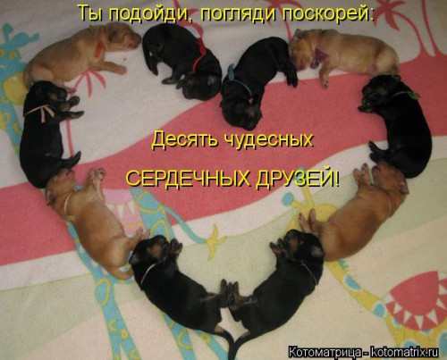 kotomatritsa_Nx.jpg