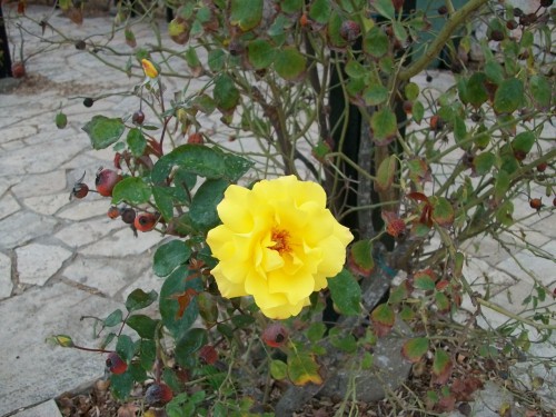 100_4251.JPG