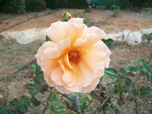 100_4247.JPG