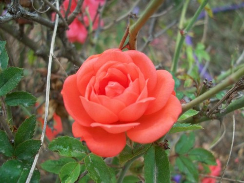 100_4242.JPG