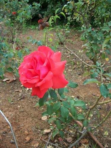 100_4261.JPG