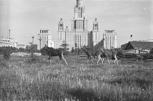 1961 год.jpg