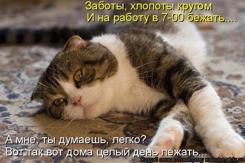 kotomatritsa_6u.jpg