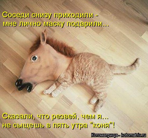 kotomatritsa_OZ.jpg