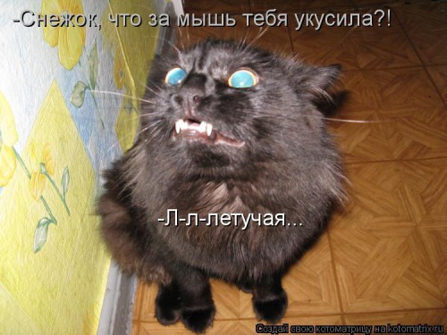 kotomatritsa_mY.jpg