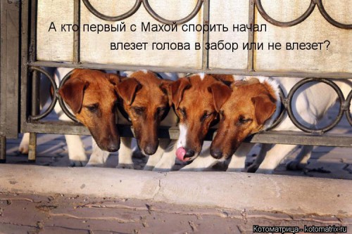 kotomatritsa_R1.jpg