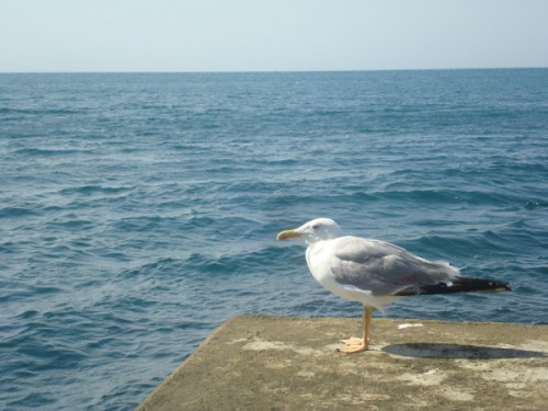 DSC08247.JPG