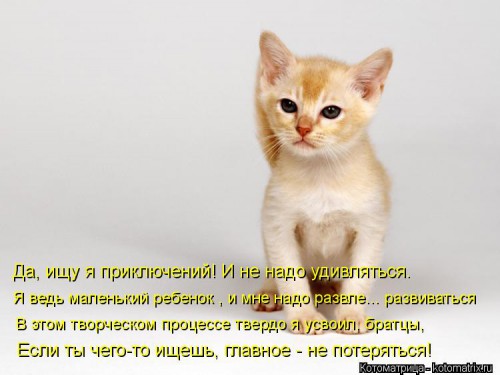 kotomatritsa_p.jpg