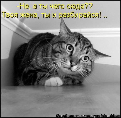 kotomatritsa_r (1).jpg