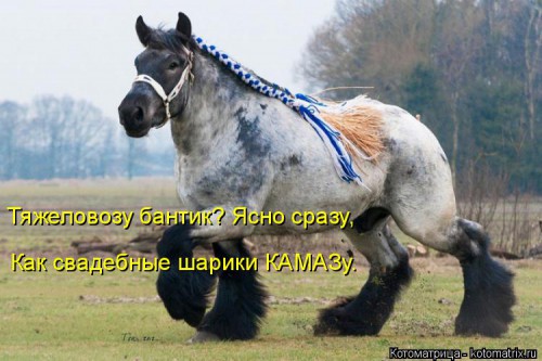 kotomatritsa_Cy.jpg