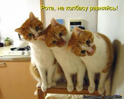 kotomatritsa_D-.jpg