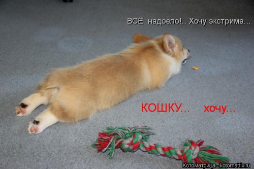 kotomatritsa_2J.jpg