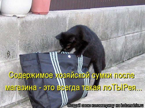 kotomatritsa_n8.jpg